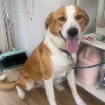 Tahini -  Mixed Breed Dog for Adoption in Chapel Hill, North Carolina - Tahini | PetCurious