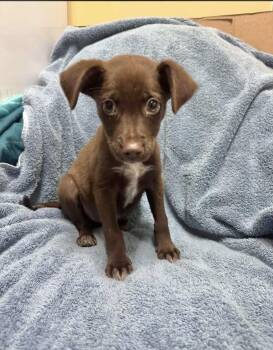 Mocha -  Labrador Retriever Dog for Adoption in Manchester, Connecticut - Mocha | PetCurious