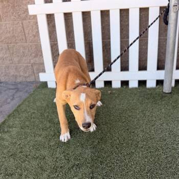 A612645 -  German Shepherd Dog and Mixed Breed Dog for Adoption in Modesto, California - A612645 | PetCurious