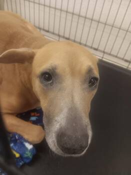 Echo -  Pit Bull Terrier Dog for Adoption in Elizabethton, Tennessee - Echo | PetCurious