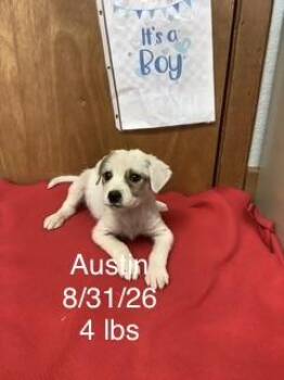 Austin -  Great Pyrenees and Pointer Dog for Adoption in Welling, Oklahoma - Austin | PetCurious
