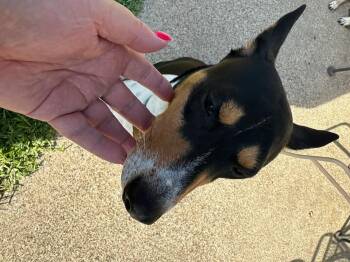Basenji and Miniature Pinscher Dogs Available for Adoption in Garland, Texas - Rascal  | PetCurious