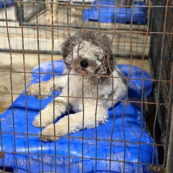 Kip -  Standard Poodle Dog for Adoption in Fort Smith, Arkansas - Kip | PetCurious