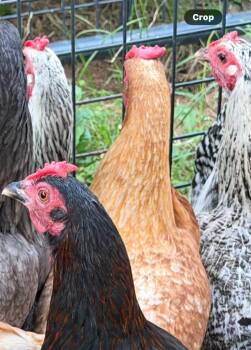 Mixed Breed Dogs Available for Adoption in Columbia, Tennessee - Chicken #4 | PetCurious