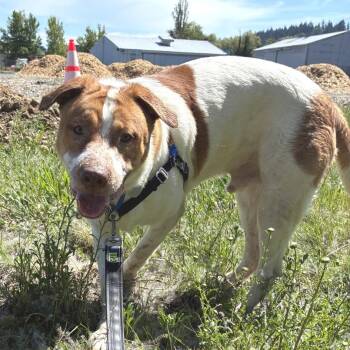 Great Pyrenees and Boxer Dogs Available for Adoption in Woodinville, Washington - Benji | PetCurious