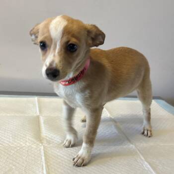 IVHS-Stray-142692 -  Chihuahua and Terrier Dog for Adoption in San Gabriel, California - IVHS-Stray-142692 | PetCurious