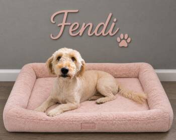 Goldendoodle Dogs Available for Adoption in Momence, Illinois - Fendi | PetCurious