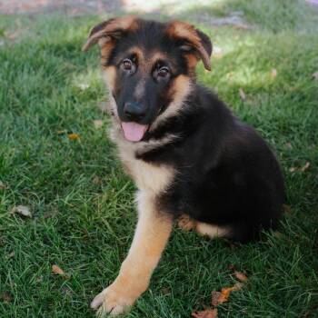 Griddle -  German Shepherd Dog Dog for Adoption in Northbrook, Illinois - Griddle | PetCurious