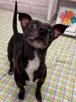 Chihuahua Dogs Available for Adoption - Tito | PetCurious