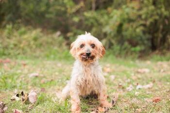 Rescue Yorkshire Terrier Dogs for Adoption in Gradyville, Kentucky - Winifred | PetCurious