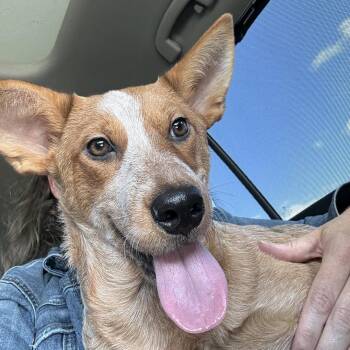 Australian Cattle Dog Blue Heeler Dogs Available for Adoption - Pepper | PetCurious