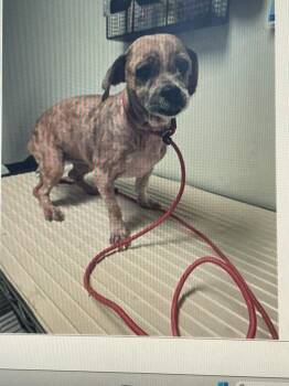 Yorkshire Terrier and Shih Tzu Dogs Available for Adoption - Nikki | PetCurious