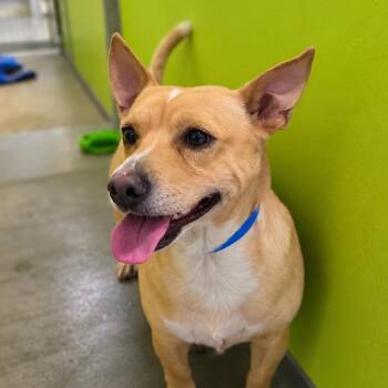 Taco Bell -  Chihuahua Dog for Adoption in San Jacinto, California - Taco Bell | PetCurious