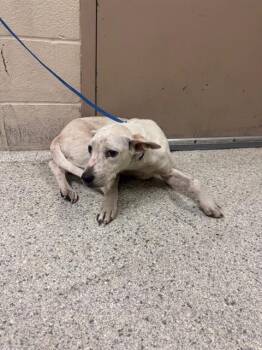A432086 -  Australian Cattle Dog Blue Heeler and Mixed Breed Dog for Adoption in Conroe, Texas - A432086 | PetCurious