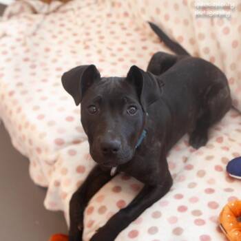 Mixed Breed Dogs Available for Adoption in Ridgefield, Connecticut - Belinda | PetCurious