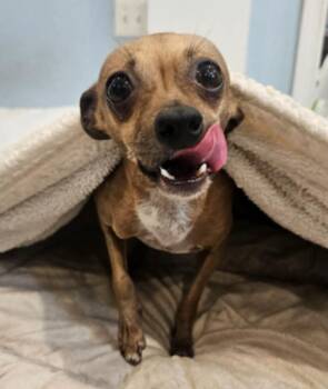 Ren -  Chihuahua Dog for Adoption in Sedalia, Colorado - Ren | PetCurious