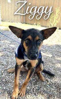 Ziggy -  German Shepherd Dog Dog for Adoption in Tacoma, Washington - Ziggy | PetCurious