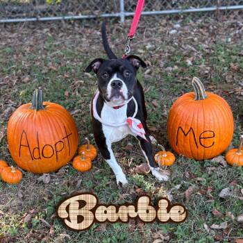 Rescue Staffordshire Bull Terrier and Mixed Breed Dogs for Adoption in Hillsboro, Ohio - Barbie | PetCurious