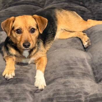 Amber -  Wirehaired Terrier Dog for Adoption in San Saba, Texas - Amber | PetCurious