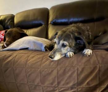 Whippet Dogs Available for Adoption - Zoe | PetCurious