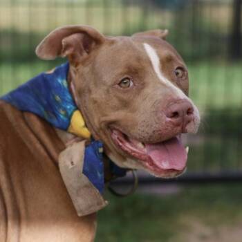 BRIOCHE -  American Staffordshire Terrier Dog for Adoption in San Antonio, Texas - BRIOCHE | PetCurious