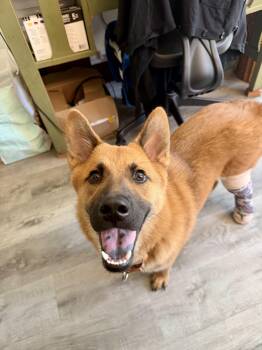Cali -  German Shepherd Dog Dog for Adoption in Los Angeles, California - Cali | PetCurious