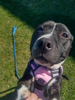 Rescue American Staffordshire Terrier and Pit Bull Terrier Dogs for Adoption in Penn Yan, New York - Cody | PetCurious