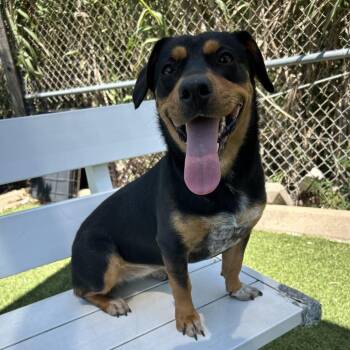Rottweiler and Mixed Breed Dogs Available for Adoption in Galveston, Texas - Brownie | PetCurious