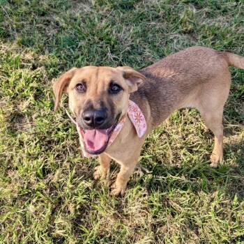 Rescue Shepherd Dogs for Adoption in Pittsburgh, Pennsylvania - Athena | PetCurious