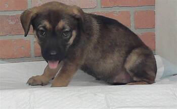 A2087635 -  Staffordshire Bull Terrier and Mixed Breed Dog for Adoption in Houston, Texas - A2087635 | PetCurious