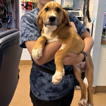 Riptide -  Mixed Breed Dog for Adoption in Hendersonville, North Carolina - Riptide | PetCurious