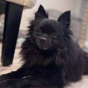 Pomeranian Dogs Available for Adoption - Cole  Available Soon | PetCurious