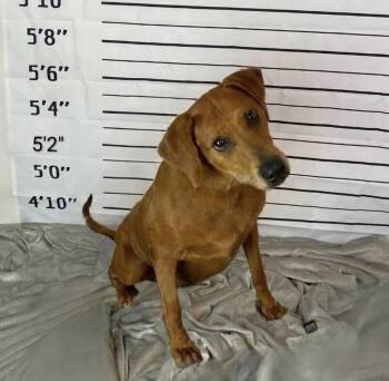 Lucy -  Labrador Retriever Dog for Adoption in Lubbock, Texas - Lucy | PetCurious