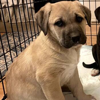 Mixed Breed Dogs Available for Adoption in Tacoma, Washington - Pebble | PetCurious