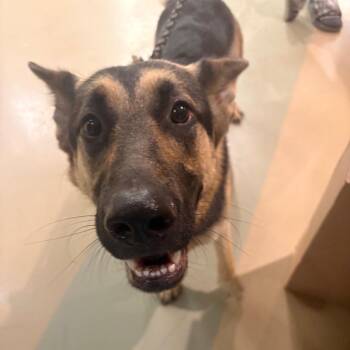 Casey -  Mixed Breed Dog for Adoption in Winston-salem, North Carolina - Casey | PetCurious