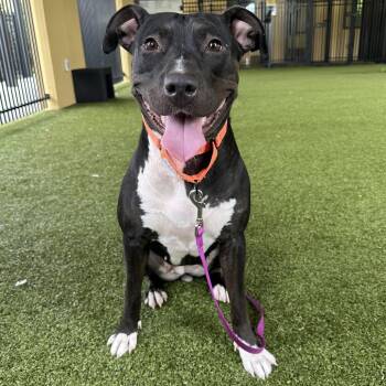 Hillary -  Mixed Breed Dog for Adoption in West Palm Beach, Florida - Hillary | PetCurious