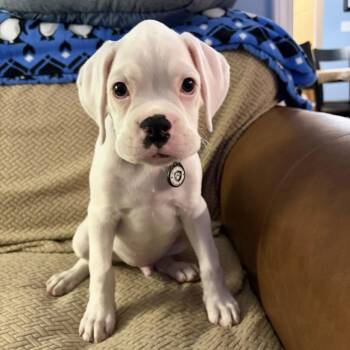 Sarge -  Boxer and Mixed Breed Dog for Adoption in Durham, North Carolina - Sarge | PetCurious