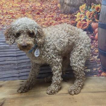 Jett -  Poodle Dog for Adoption in Normal, Illinois - Jett | PetCurious