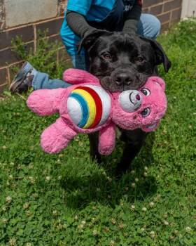 Angelo -  Mixed Breed Dog for Adoption in Chamblee, Georgia - Angelo | PetCurious