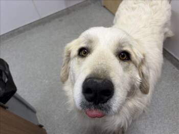 MEMPHIS -  Great Pyrenees Dog for Adoption in Loveland, Colorado - MEMPHIS | PetCurious