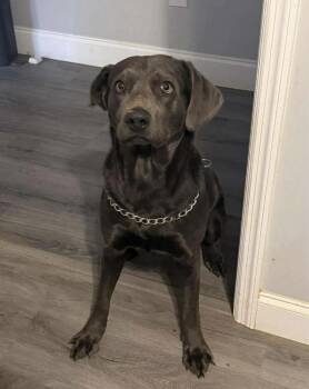 Labrador Retriever Dogs Available for Adoption - Lucy | PetCurious