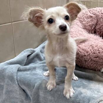 Joshie -  Chihuahua Dog for Adoption in Kerrville, Texas - Joshie | PetCurious