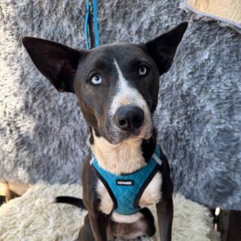 Rescue Basenji and Terrier Dogs for Adoption in San Diego, California - Baby Blue Girl | PetCurious