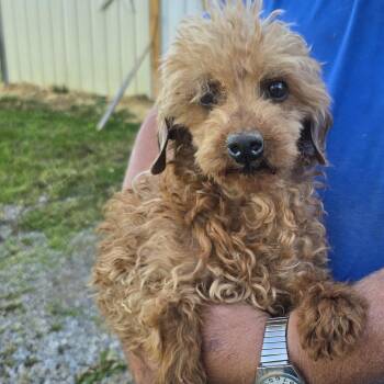Jax -  Poodle Dog Available for Adoption in Zaleski, Ohio - Jax | PetCurious