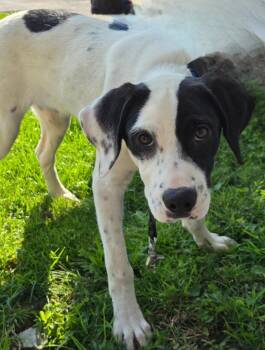 BULLSEYE -  Pointer and Hound Dog for Adoption in Sandusky, Ohio - BULLSEYE | PetCurious