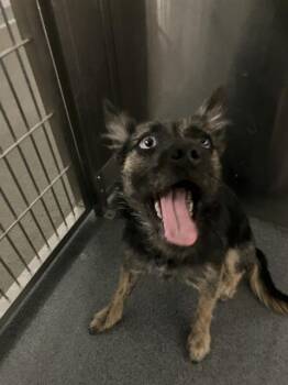 SAGE -  Mixed Breed Dog for Adoption in Dallas, Texas - SAGE | PetCurious