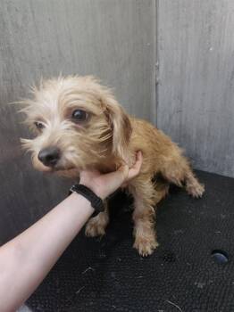 CHEWY -  Terrier and Mixed Breed Dog for Adoption in San Antonio, Texas - CHEWY | PetCurious