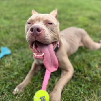 Bug -  Boxer and Mixed Breed Dog for Adoption in Melbourne, Kentucky - Bug | PetCurious