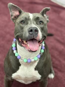 Sassy -  Mixed Breed Dog for Adoption in Detroit, Michigan - Sassy | PetCurious