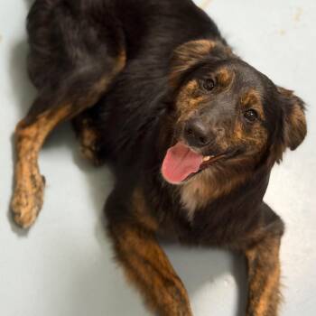 Ragnar -  Shepherd and Mixed Breed Dog for Adoption in Brownsboro, Alabama - Ragnar | PetCurious